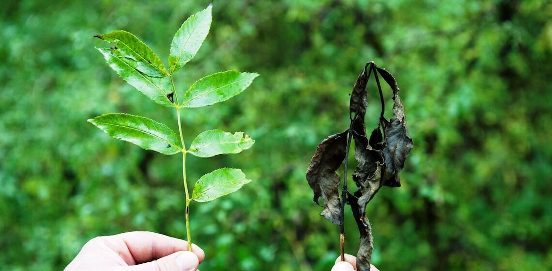 Hongo mata a fresnos en España: Epidemia asola el país, diezmando población de árboles.