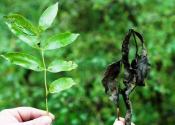 Hongo mata a fresnos en España: Epidemia asola el país, diezmando población de árboles.