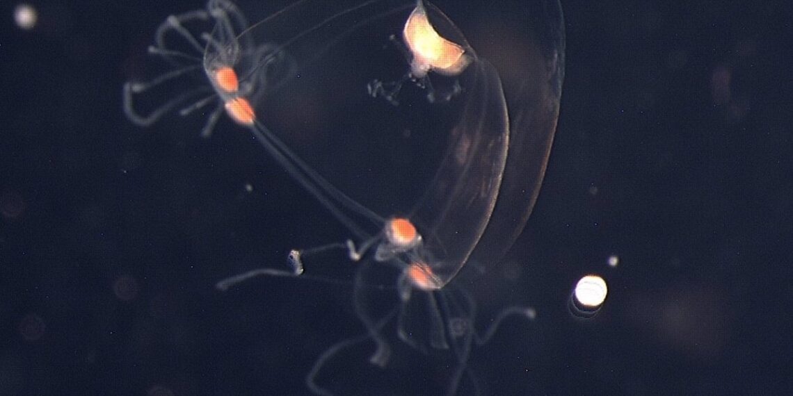 Una medusa de 28 ojos podría contener el secreto evolutivo de la visión.