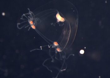 Una medusa de 28 ojos podría contener el secreto evolutivo de la visión.