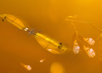 Este dron aprende a volar gracias a las semillas de arce