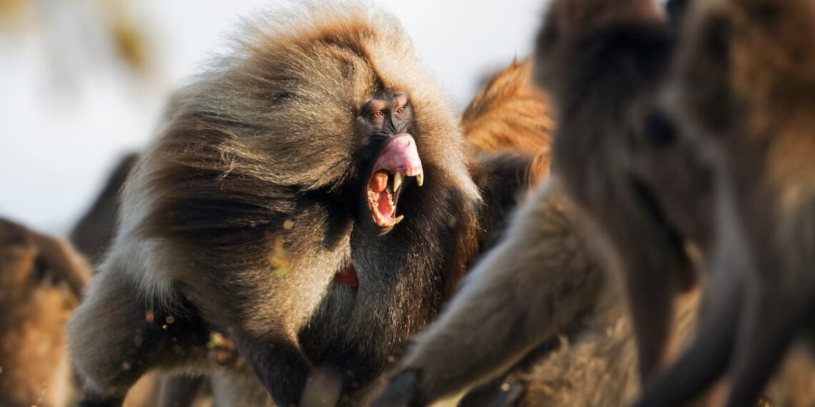 «Estudio desmonta mito de ‘machos alfa’ dominantes en sociedades de primates.»