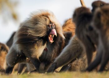 «Estudio desmonta mito de ‘machos alfa’ dominantes en sociedades de primates.»