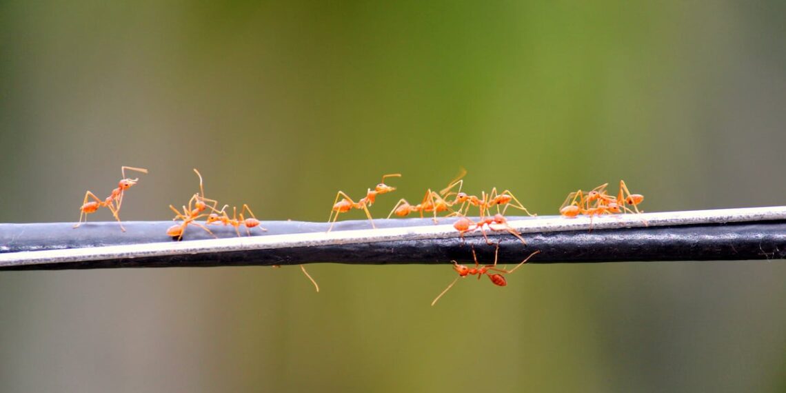Suricatas cooperativas, hormigas guías y gallinas monitoras de comedor: los animales también enseñan principios de organización social y comportamiento colectivo