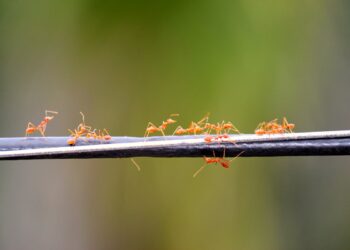 Suricatas cooperativas, hormigas guías y gallinas monitoras de comedor: los animales también enseñan principios de organización social y comportamiento colectivo